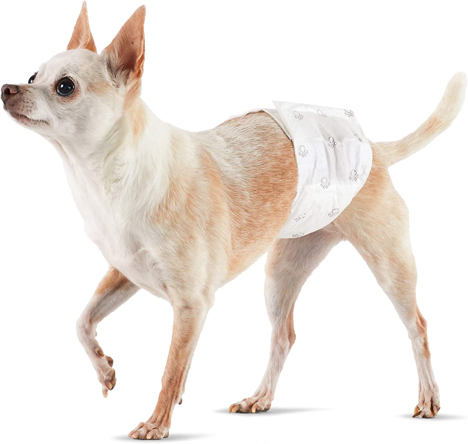 My Review Amazon Basics Male Dog Wrap, Disposable Diapers